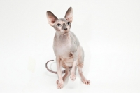 Picture of sphynx cat looking towards camera, one leg up