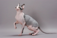 Picture of Sphynx cat looking up, one leg up