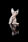 Picture of sphynx cat looking up, one paw in air, reflection