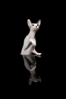 Picture of sphynx cat looking up, one paw up, reflection