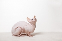 Picture of sphynx cat looking up, resting
