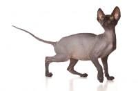 Picture of Sphynx cat looking up, side view