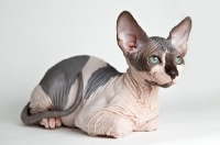 Picture of sphynx cat lying down 