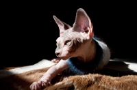 Picture of sphynx cat lying on carpet in the sun