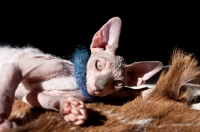 Picture of sphynx cat lying on the carpet in the sun