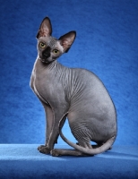 Picture of Sphynx cat on blue background