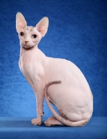 Picture of Sphynx cat on blue background