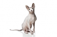 Picture of Sphynx cat on white background