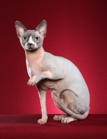 Picture of Sphynx cat, one leg up