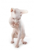 Picture of Sphynx cat, one leg up