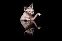 Picture of sphynx cat, one paw up
