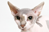 Picture of sphynx cat portrait, looking at camera