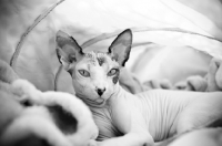 Picture of sphynx cat resting in tent