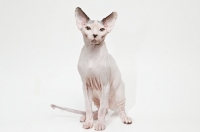 Picture of sphynx cat sitting and looking at camera