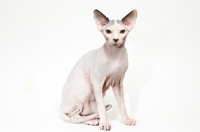 Picture of sphynx cat sitting on white background