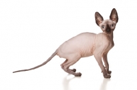 Picture of Sphynx cat standing in studio