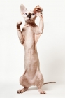 Picture of sphynx cat standing on her back feet