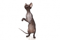 Picture of Sphynx cat standing on hind legs