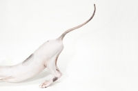 Picture of sphynx cat stretching herself