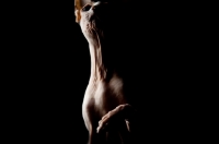 Picture of sphynx cat stretching neck