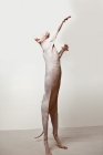 Picture of sphynx cat stretching on two leg