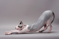 Picture of Sphynx cat stretching