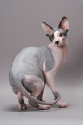 Picture of Sphynx cat turning