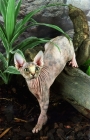 Picture of Sphynx cat walking over a log