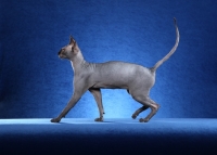 Picture of Sphynx cat walking, profile