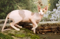 Picture of Sphynx cat walking