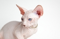 Picture of sphynx cat wearing a diamond necklace