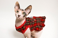 Picture of sphynx cat wearing a dress