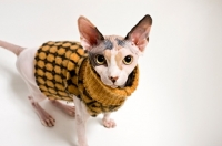 Picture of sphynx cat wearing checkered sweater