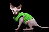Picture of sphynx cat wearing green sweater