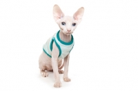 Picture of Sphynx cat wearing jumper