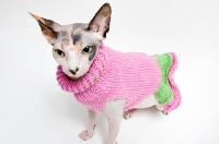 Picture of sphynx cat wearing pink sweater