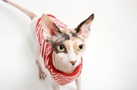 Picture of sphynx cat wearing striped sweater