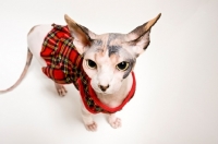 Picture of sphynx cat wearing sweater