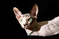 Picture of sphynx cat with diamond necklace