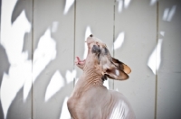 Picture of sphynx cat yawning