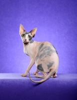 Picture of Sphynx cat