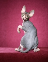 Picture of Sphynx cat