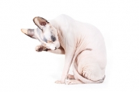 Picture of Sphynx grooming