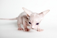 Picture of sphynx kitten, ears folding back