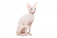 Picture of Sphynx kitten, four months old, sitting down