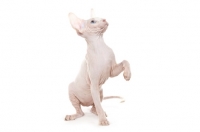 Picture of Sphynx kitten, four months old, looking up
