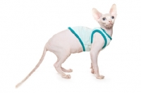 Picture of Sphynx kitten, four months old wearing jumper