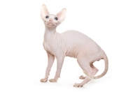 Picture of Sphynx kitten, four months old