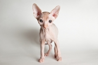 Picture of sphynx kitten, front view