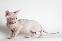 Picture of sphynx kitten, full body side view